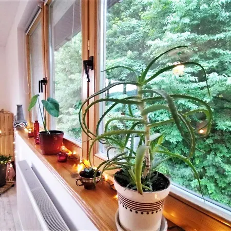 Dobrodziejnia * נובה רודה