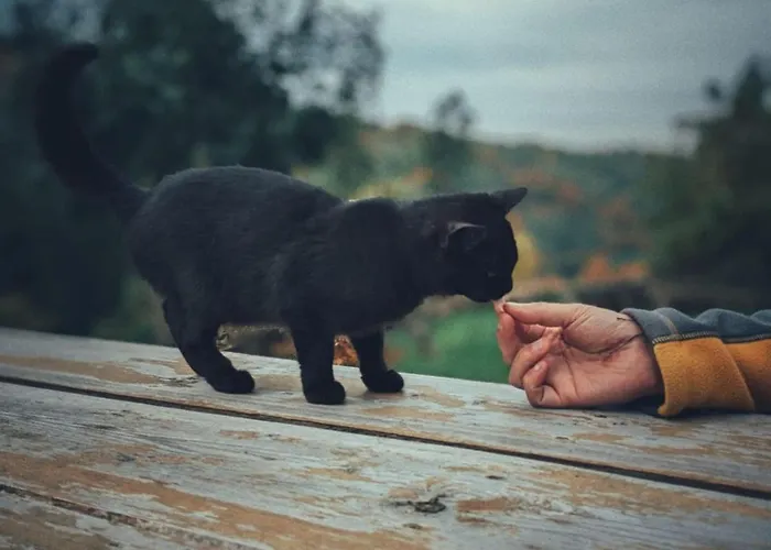 Dobrodziejnia Farmház